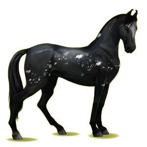 Cheval de selle Marwari Pie Tobiano Alezan Brûlé