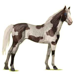 Cheval de selle Pur-Sang Anglais Cremello