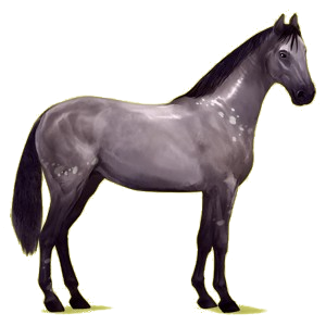 Cheval de selle Hanovrien Gris Pommelé