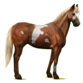 Cheval de selle Paint Horse Pie Overo Noir