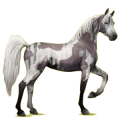 Cheval de selle Arabe Alezan Brûlé