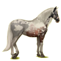 Cheval de selle Lipizzan Gris Clair