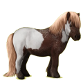 Poney Shetland Bai