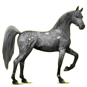 Cheval de selle Arabe Gris Clair