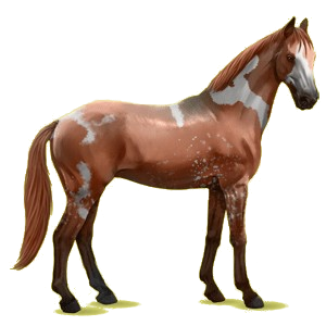 Cheval de selle Anglo-Arabe Bai