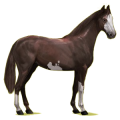 Cheval de selle Hanovrien Bai