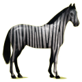Cheval de selle Hanovrien Alezan Brûlé