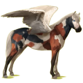 Poney pégase Français de Selle Pie Overo Noir