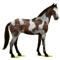 Cheval de selle Isabelle