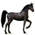 Cheval de selle Arabe Noir
