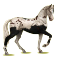 Cheval de selle Akhal-Téké Gris Pommelé