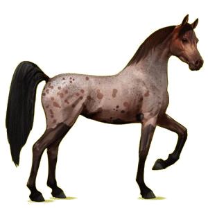 Cheval de selle Arabe Rouan