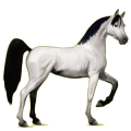 Cheval de selle Arabe Alezan