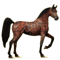 Cheval de selle Arabe Bai