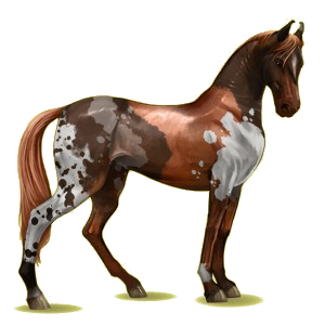 Cheval de selle Marwari Alezan