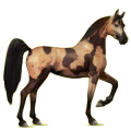 Cheval de selle Arabe Gris Souris