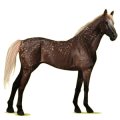 Cheval de selle Pur-Sang Anglais Bai