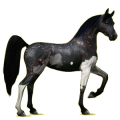 Cheval de selle Arabe Bai Cerise
