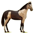 Cheval de selle Hunter Irlandais Bai Brûlé