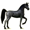 Cheval de selle Arabe Bai Brûlé