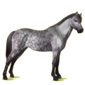 Poney Welsh Aubère