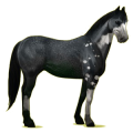 Pégase de selle Paint Horse Pie Noir Tobiano