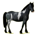 Poney pégase Pottok Pie Overo Noir