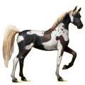 Cheval de selle Alezan