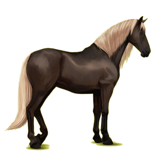 Cheval de selle Barbe Alezan Crins Lavés