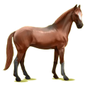 Pégase de selle Anglo-Arabe Alezan
