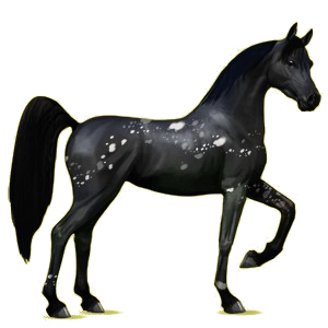 Cheval de selle Arabe Gris Truité