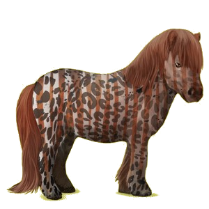 Poney Shetland Bai