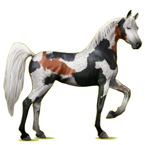 Cheval de selle Arabe Gris Clair