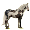 Cheval de selle Lusitanien Bai