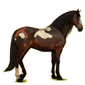Cheval de selle Lusitanien Isabelle