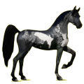 Cheval de selle Arabe Gris Pommelé