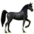 Cheval de selle Arabe Alezan Brûlé Crins Lavés
