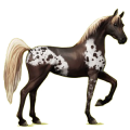 Cheval de selle Arabe Alezan