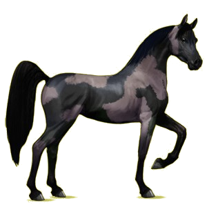 Cheval de selle Arabe Gris Clair