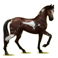 Cheval de selle Akhal-Téké Bai Brûlé