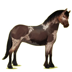 Poney New Forest Bai Brûlé