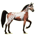 Cheval de selle Arabe Gris Pommelé