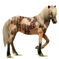 Cheval de selle Brumby Alezan