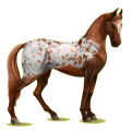 Cheval de selle Marwari Alezan