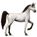 Cheval de selle Arabe Gris Clair