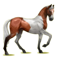 Cheval de selle Akhal-Téké Bai