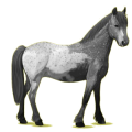 Poney Pottok Pie Tobiano Gris Pommelé