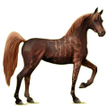 Cheval de selle Arabe Gris Pommelé
