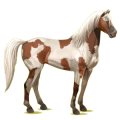 Pégase de selle Mustang Bai Cerise