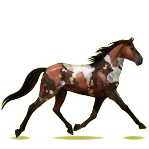 Cheval de selle Trotteur Français Bai Cerise